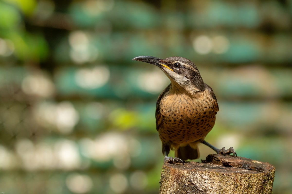 Victoria's Riflebird - ML633594981