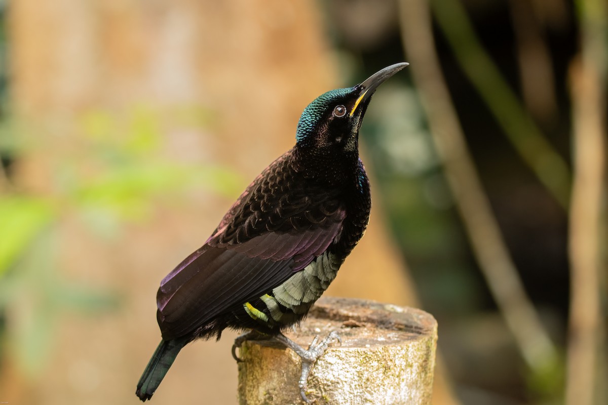Victoria's Riflebird - ML633595006