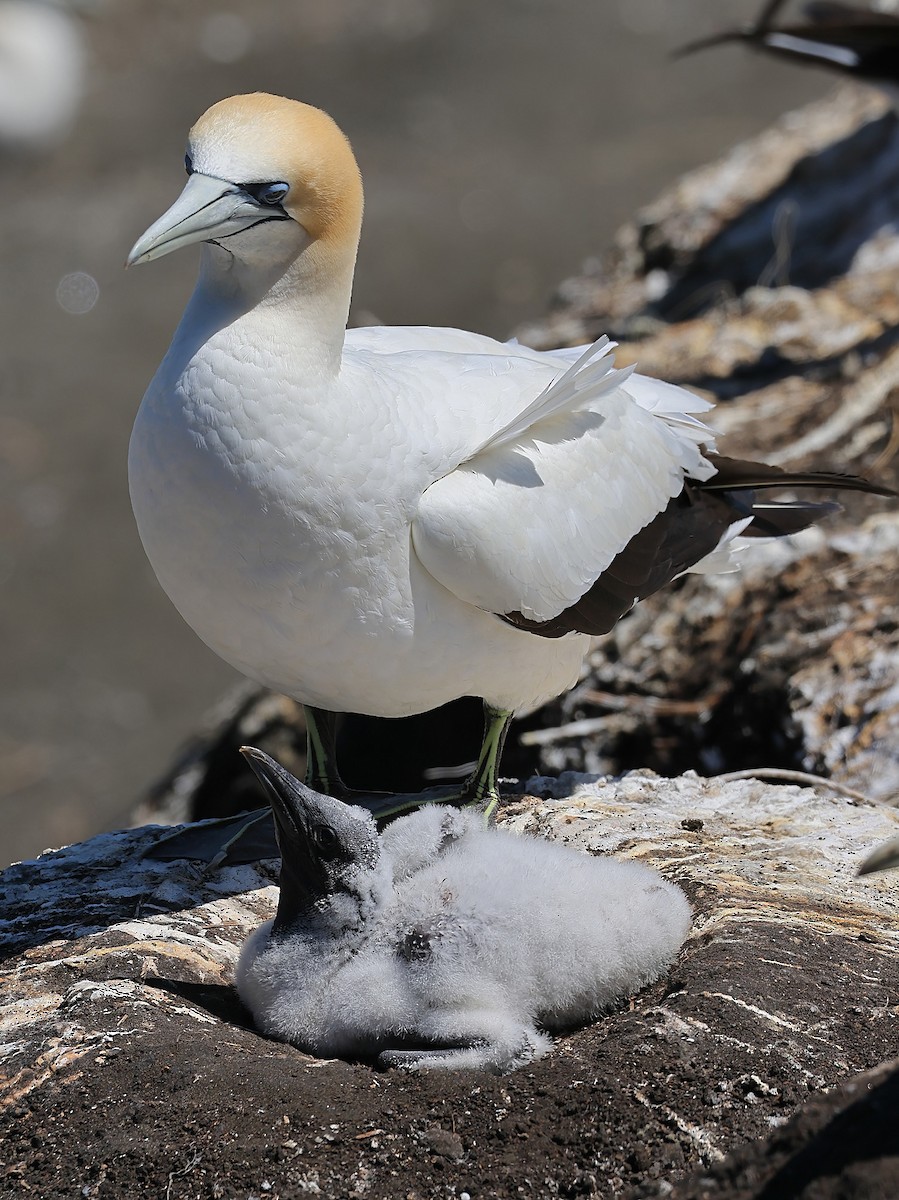 Australasian Gannet - ML633595029