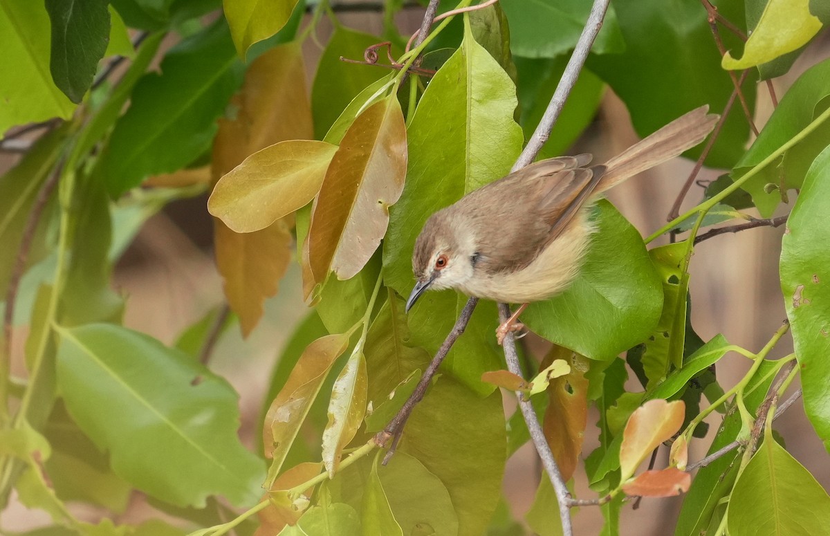 Prinia modeste - ML633595031