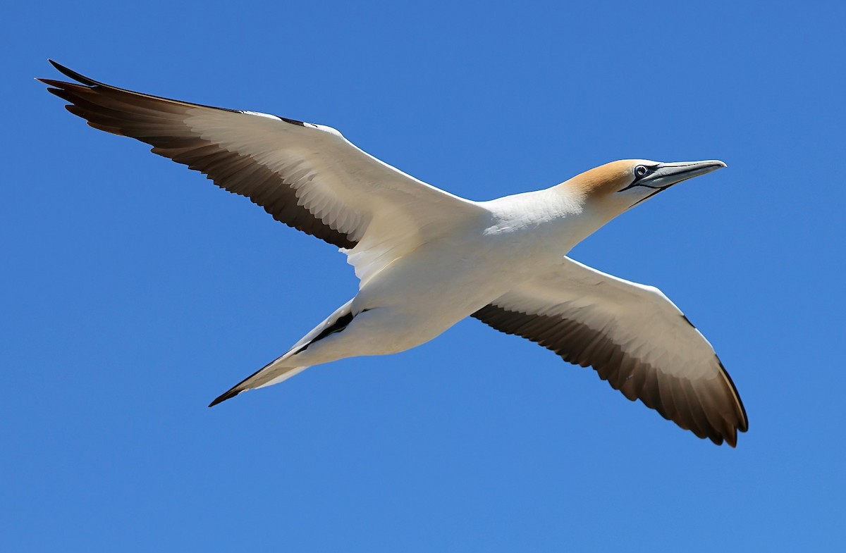 Australasian Gannet - ML633595034