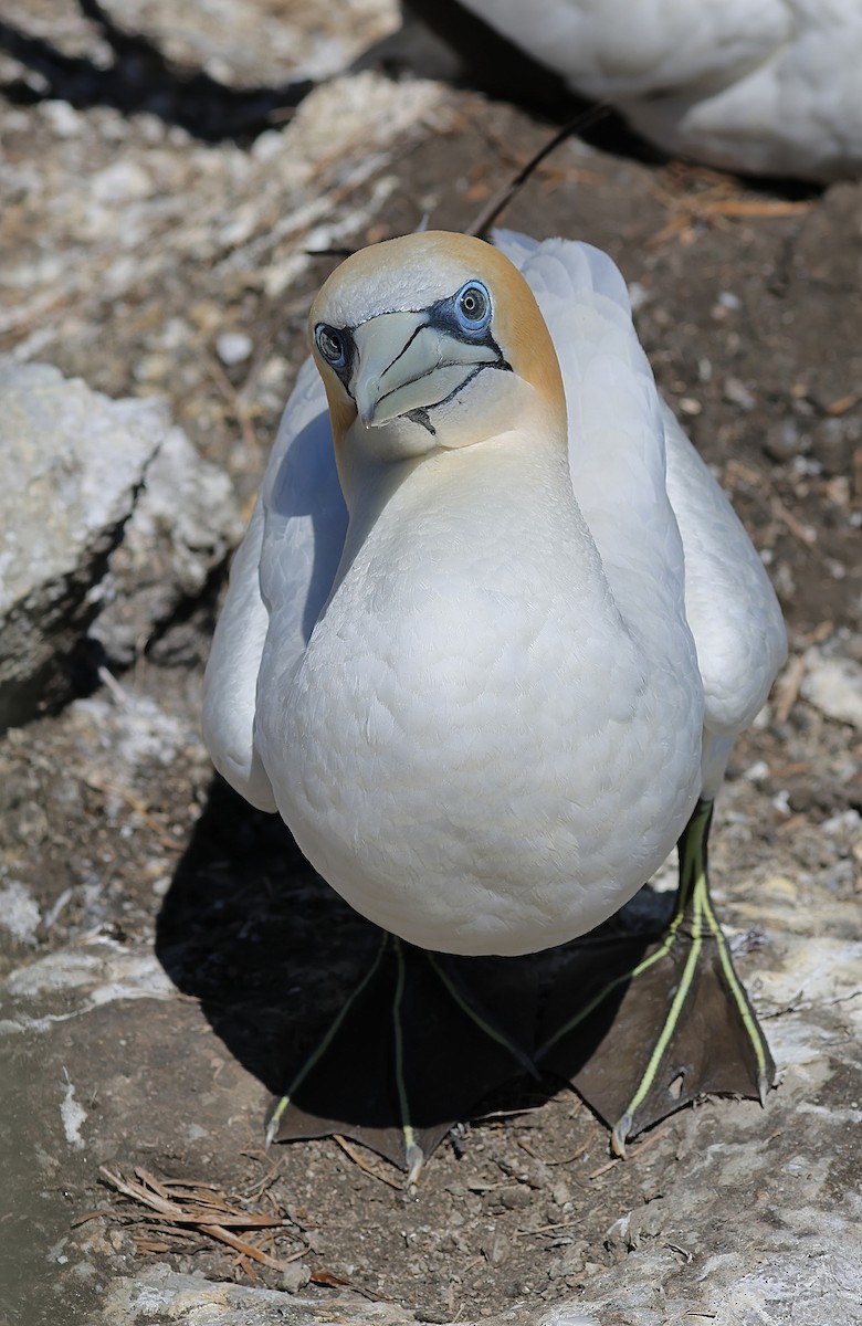 Australasian Gannet - ML633595048