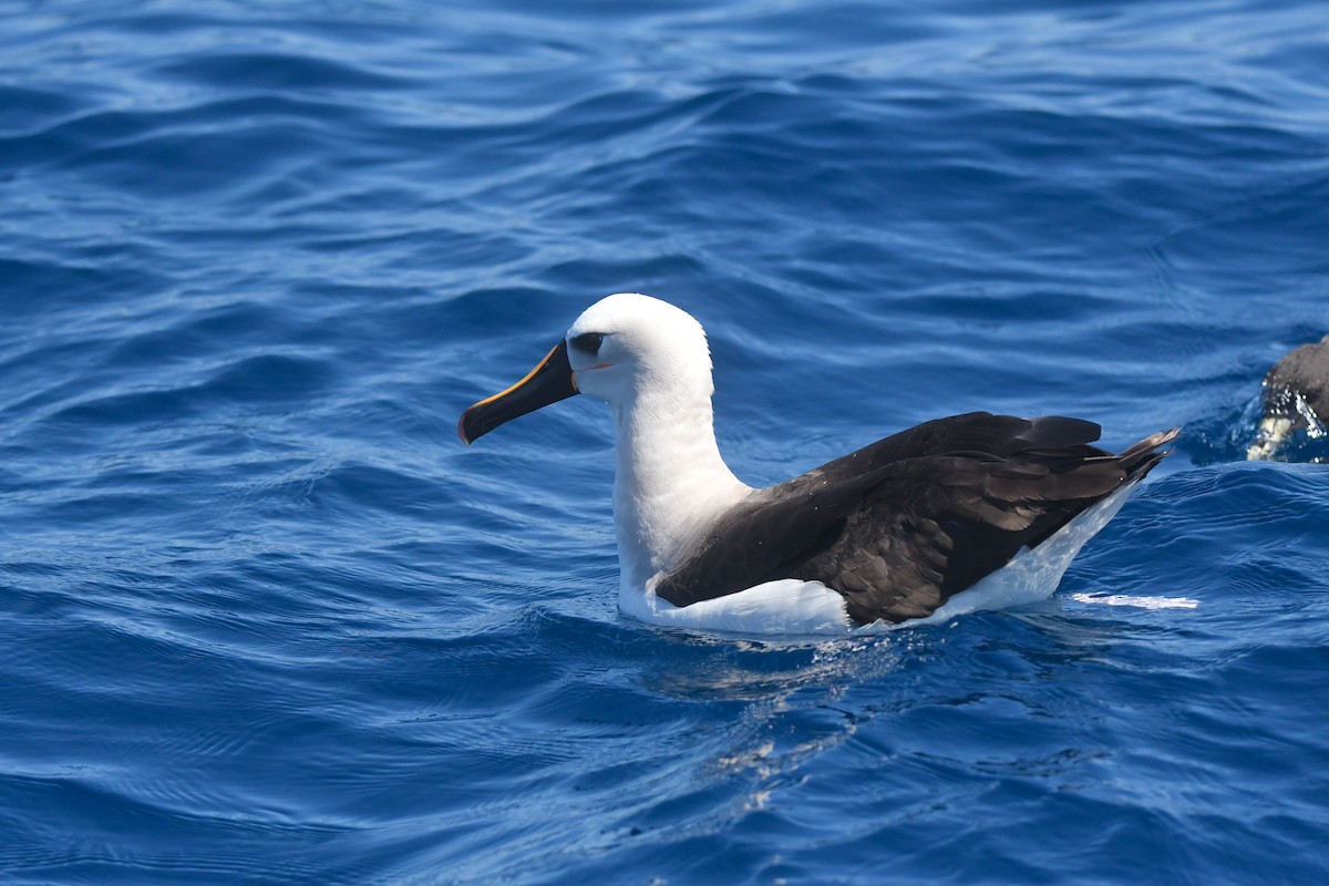 albatros pestrozobý - ML633595050