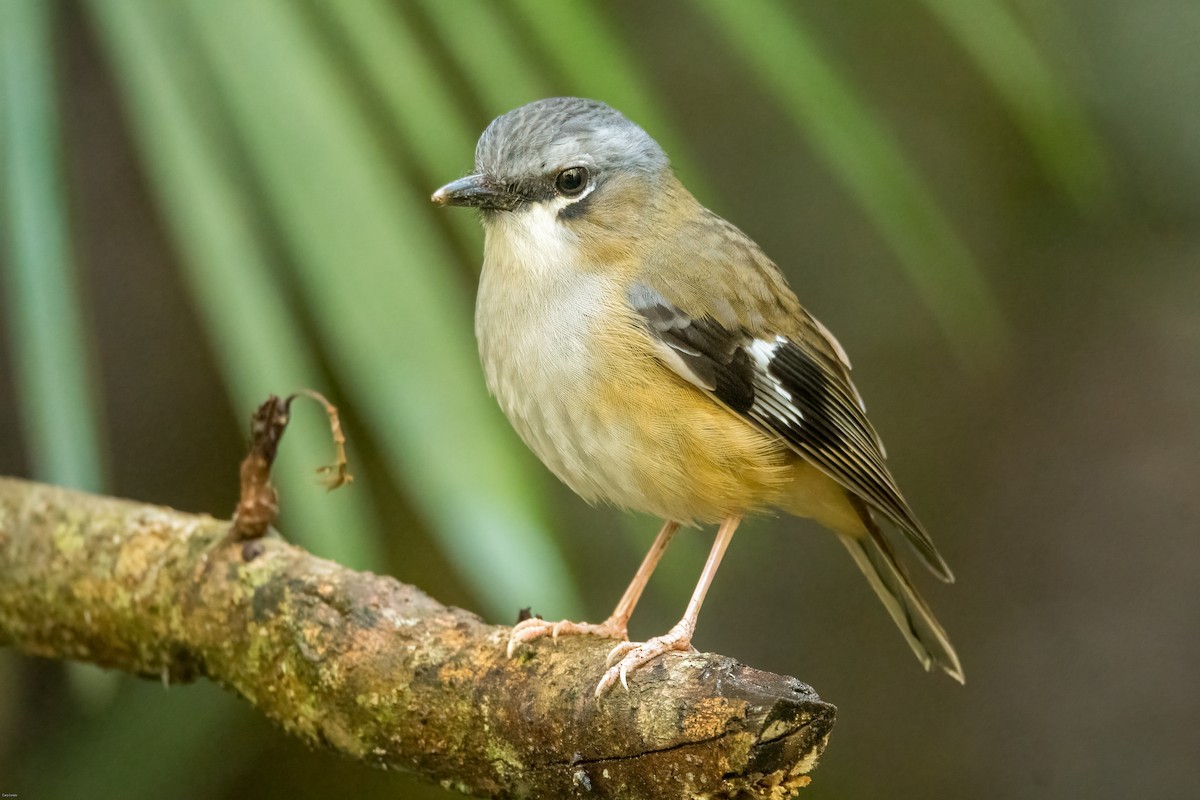 Gray-headed Robin - ML633595058