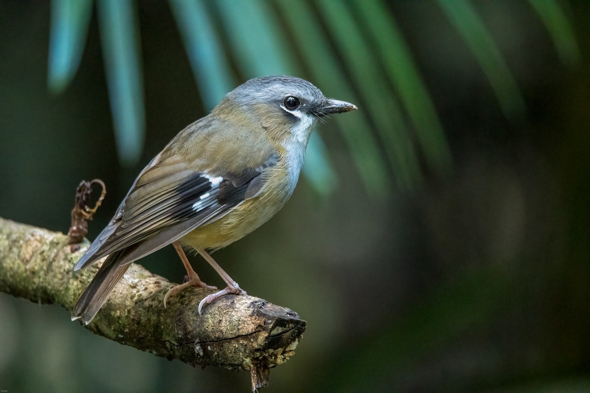 Gray-headed Robin - ML633595066