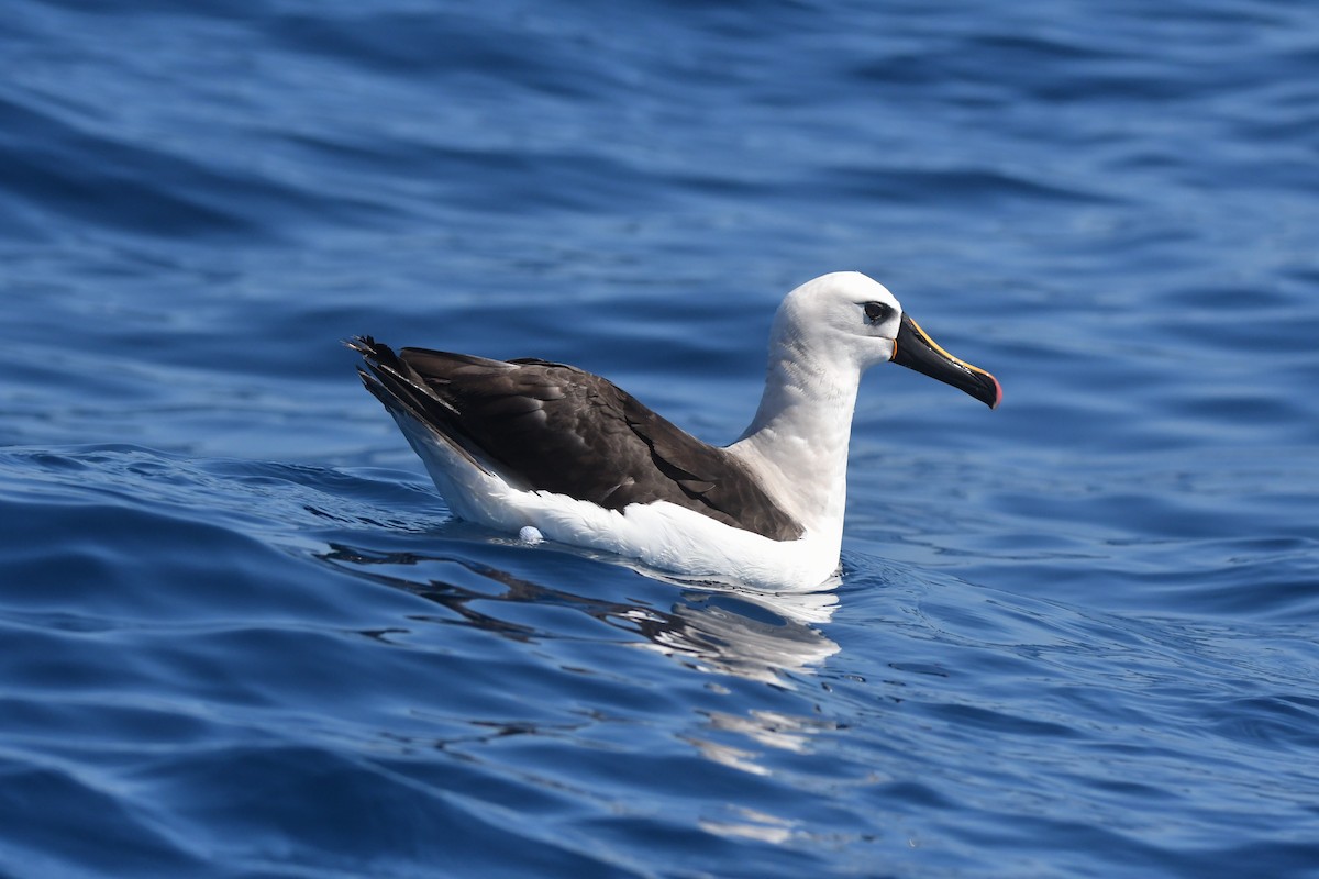 albatros pestrozobý - ML633595103
