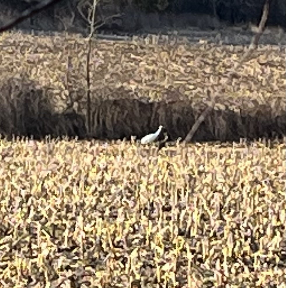 Whooping Crane - ML633595142