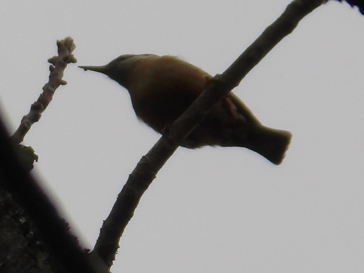 Eurasian Nuthatch - ML633595576