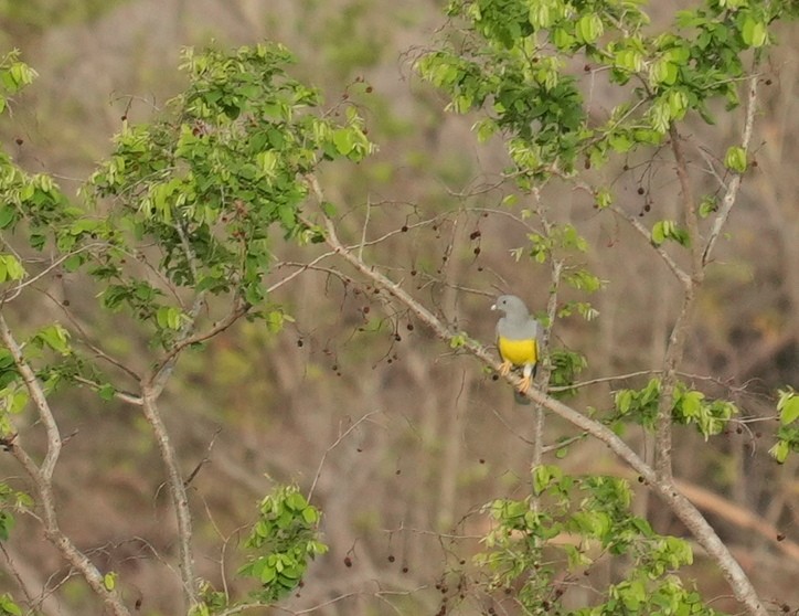 Bruce's Green-Pigeon - ML633595597