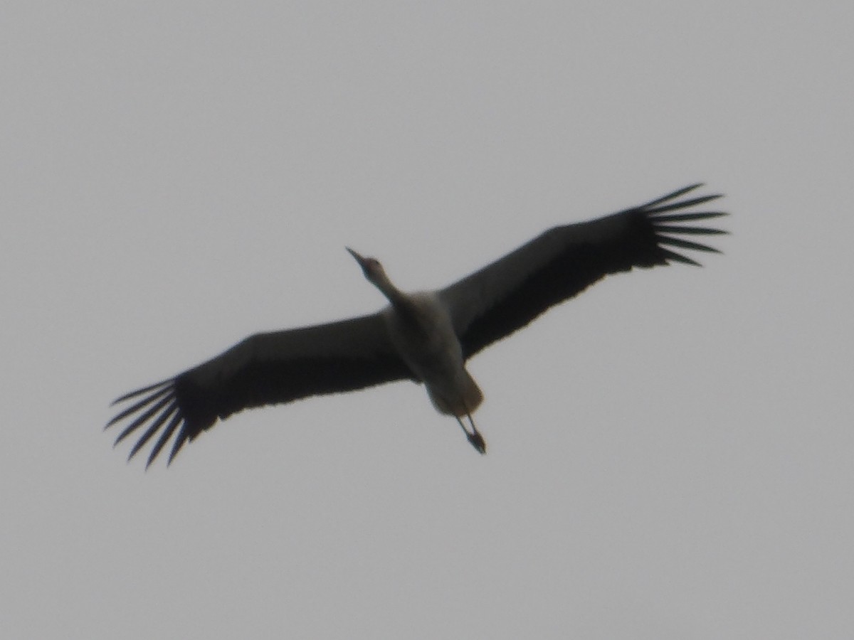 White Stork - ML633595614