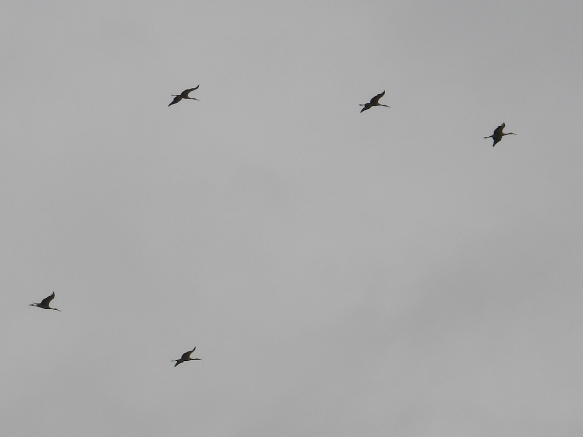 White Stork - ML633595615