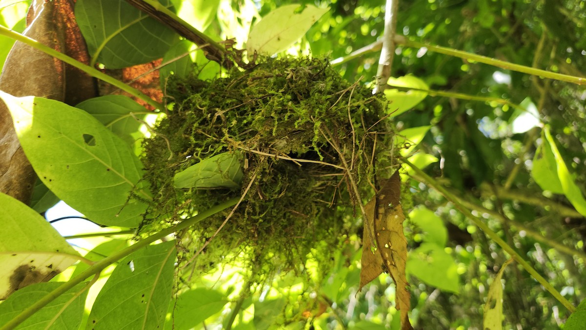 Platanero (Puerto Rico) - ML633595644