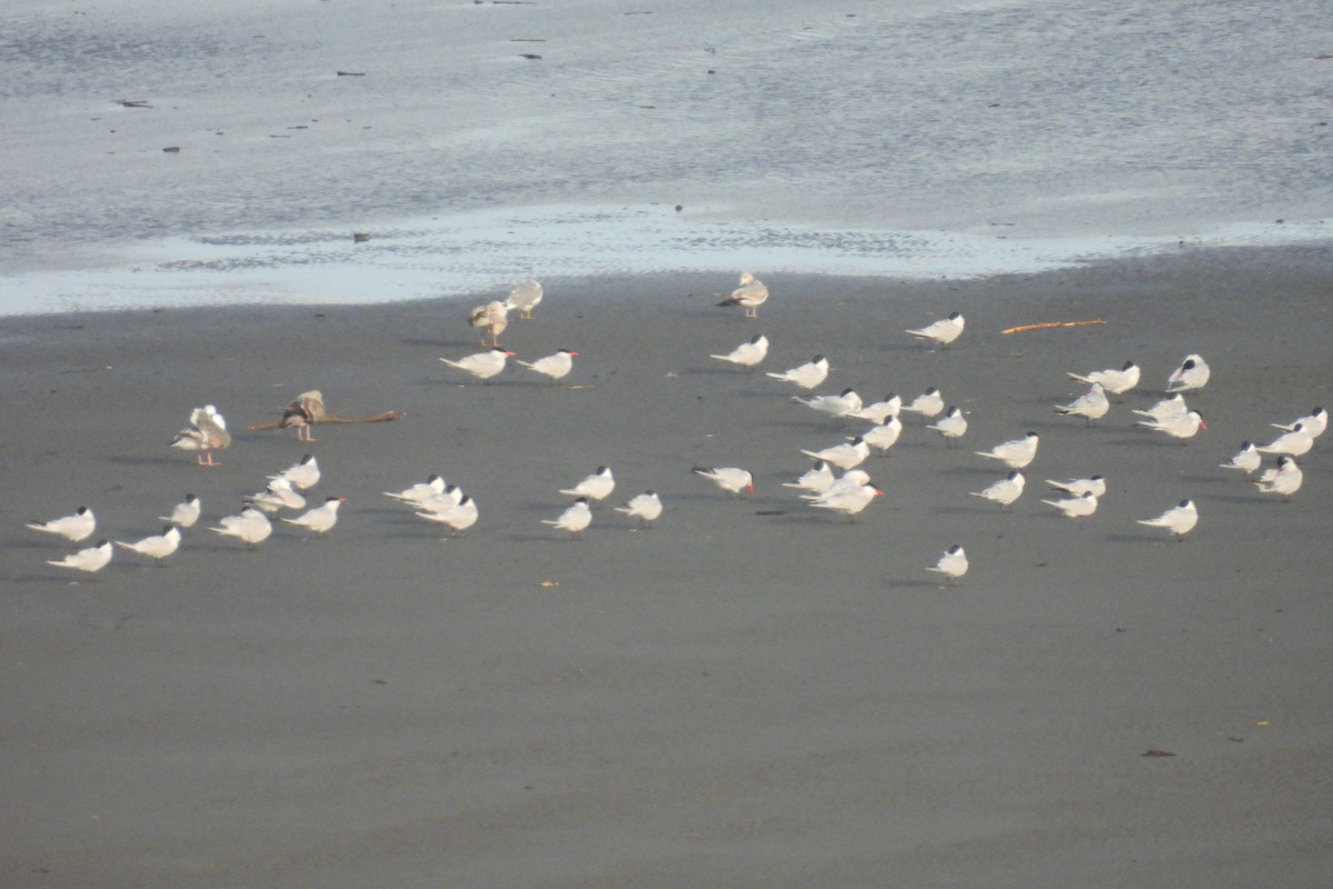Caspian Tern - ML633595738