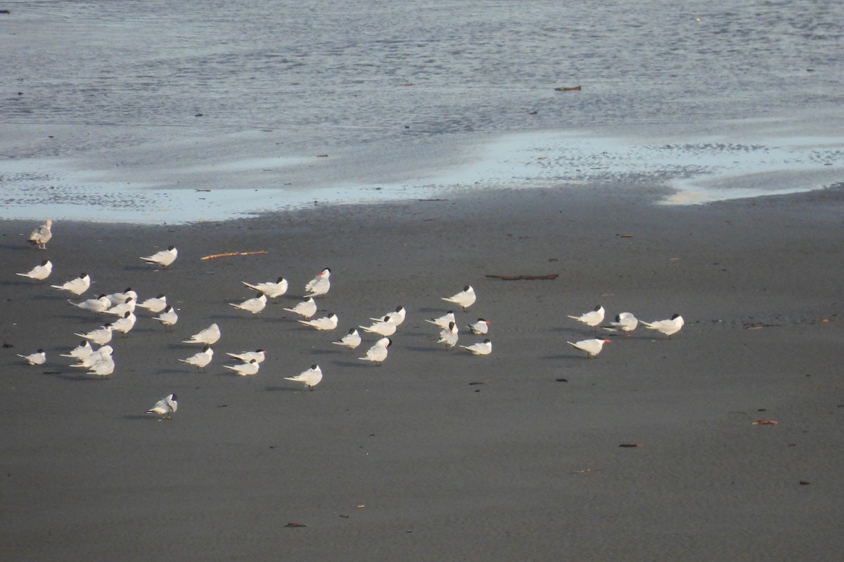 Caspian Tern - ML633595739