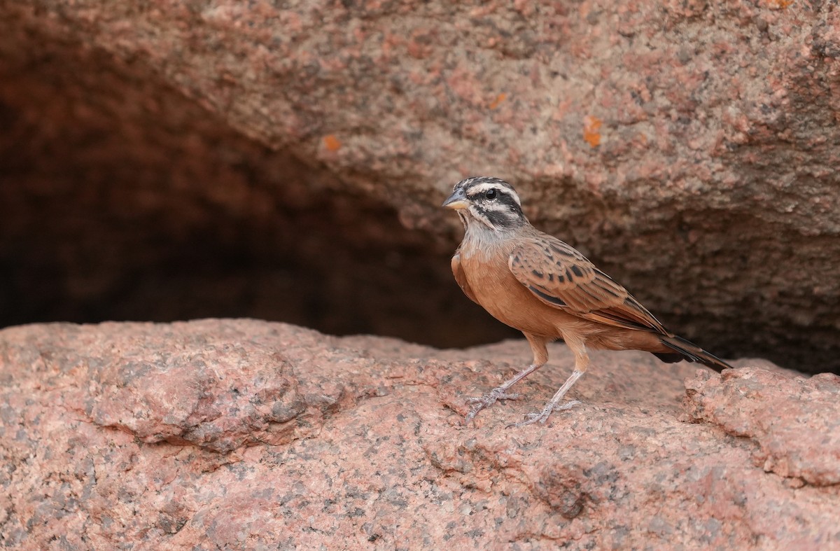 Gosling's Bunting - ML633596388