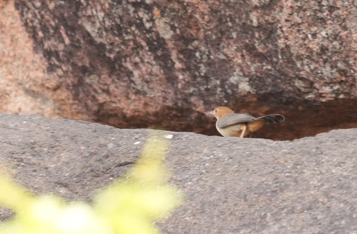 Rock-loving Cisticola - ML633596430