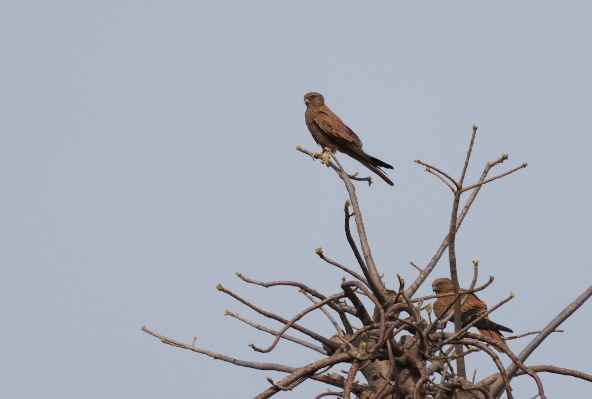 Fox Kestrel - ML633596459