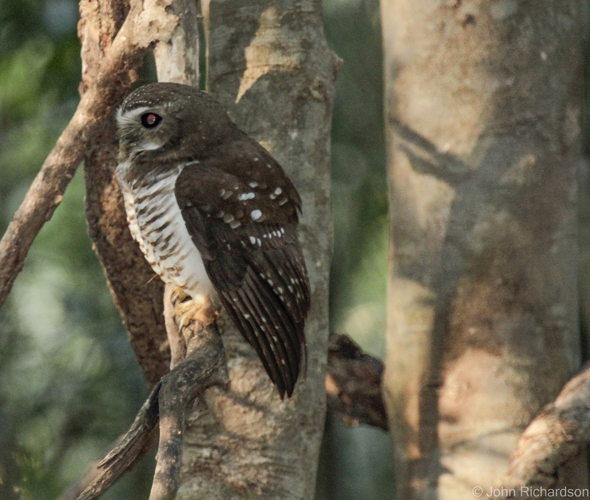 White-browed Owl - ML633596533
