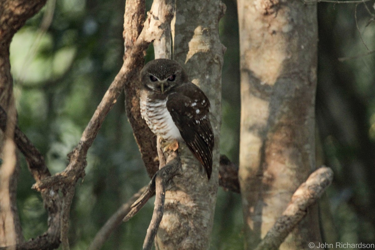 White-browed Owl - ML633596534