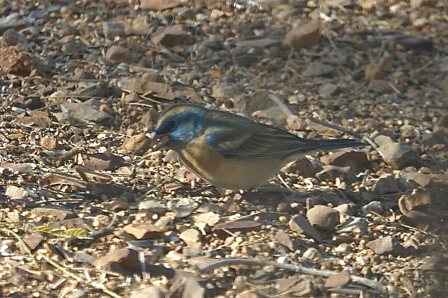 Lazuli Bunting - ML633596599