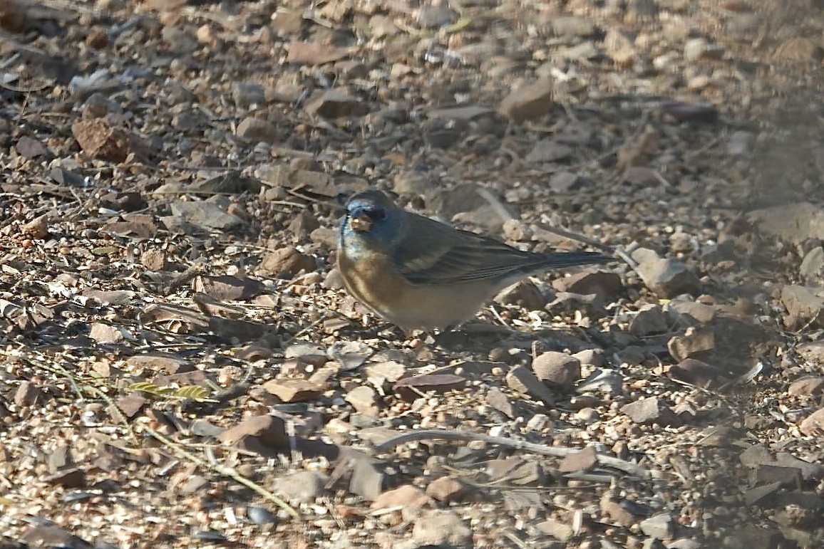 Lazuli Bunting - ML633596600