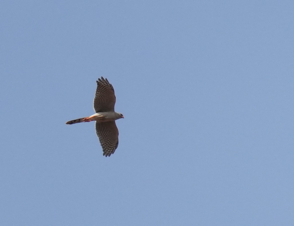 Dark Chanting-Goshawk - ML633596601