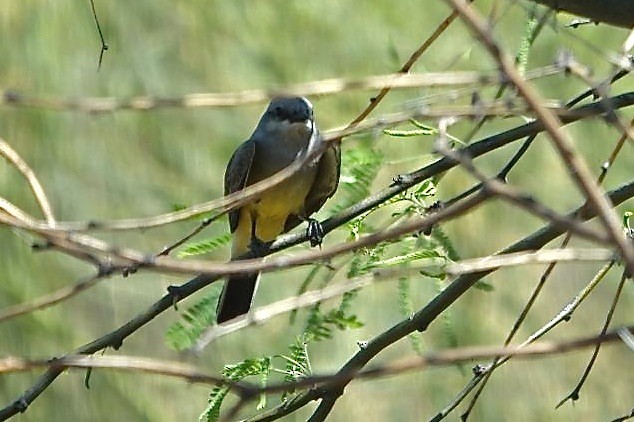 Cassin's Kingbird - ML633596623