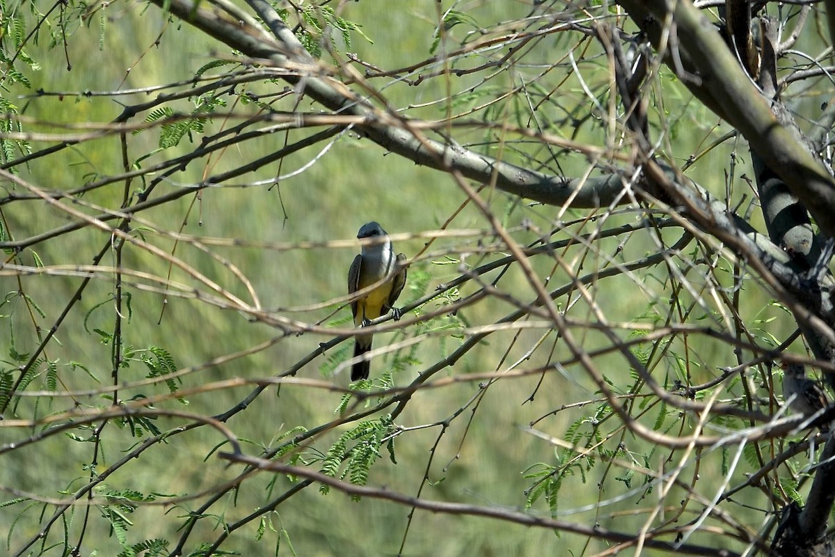 Cassin's Kingbird - ML633596624