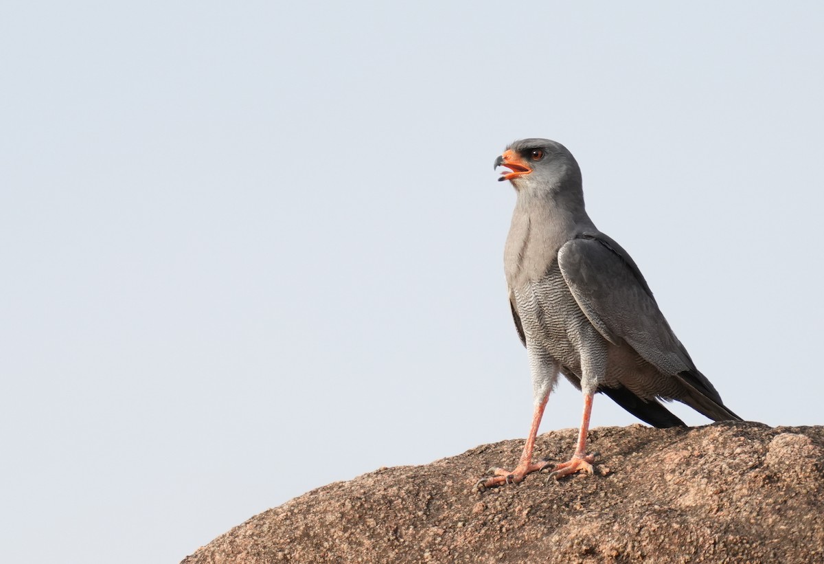 Dark Chanting-Goshawk - ML633596625