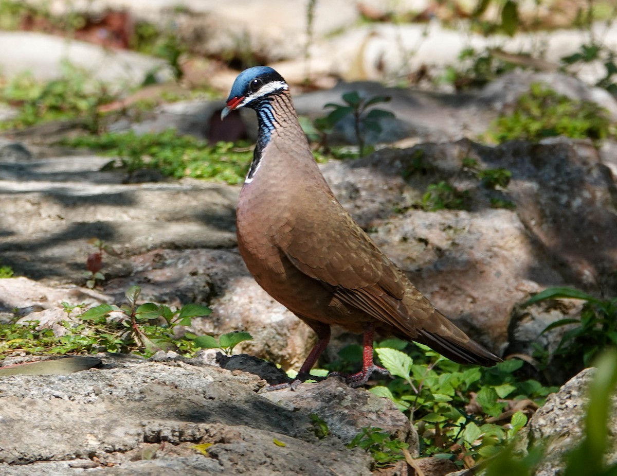 Blue-headed Quail-Dove - ML633596739