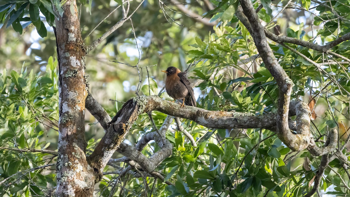 Rufous-collared Robin - ML633597154