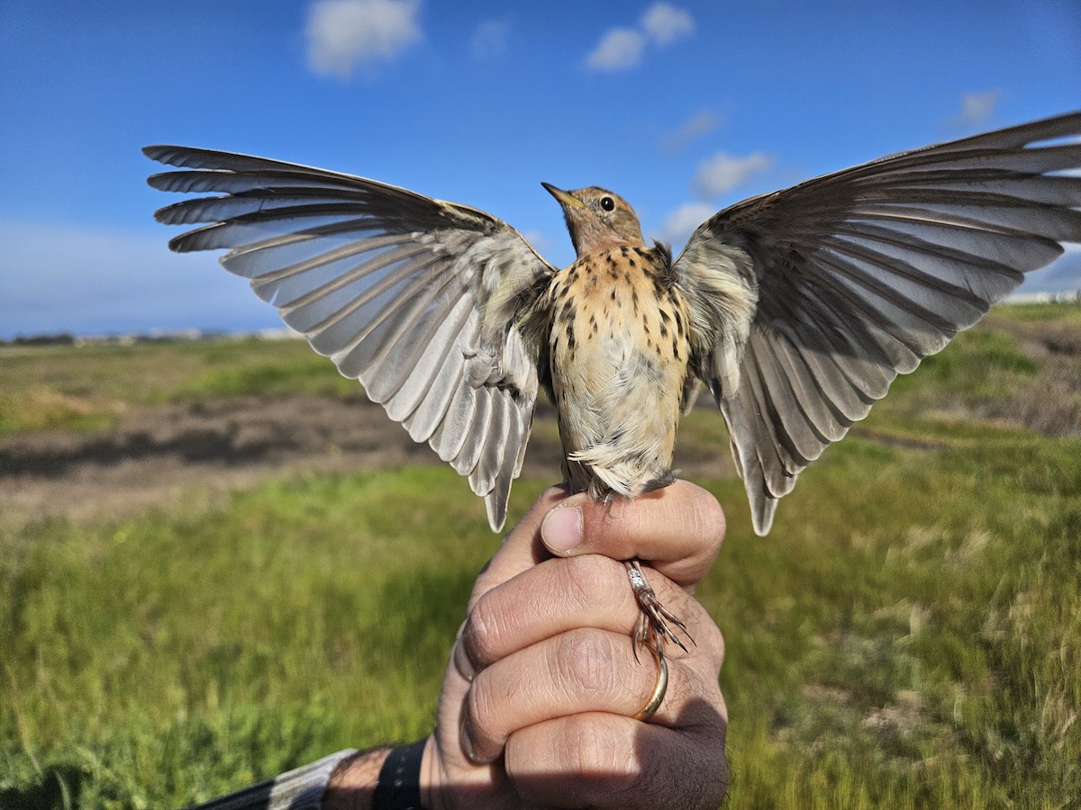 Red-throated Pipit - ML633597155