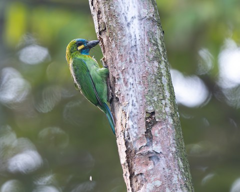 Photos - Yellow-eared Barbet - Psilopogon australis - Birds of the