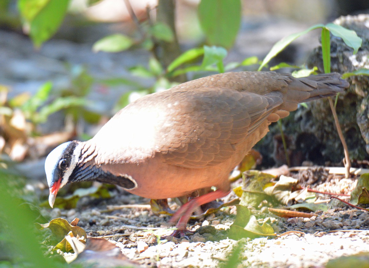 Blue-headed Quail-Dove - ML633597434