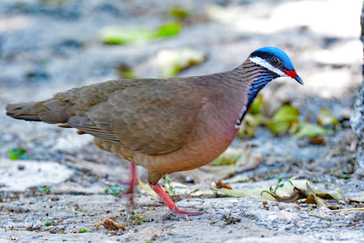 Blue-headed Quail-Dove - ML633597437