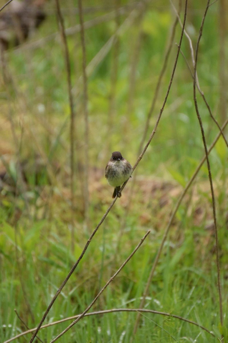 Eastern Phoebe - ML633597784