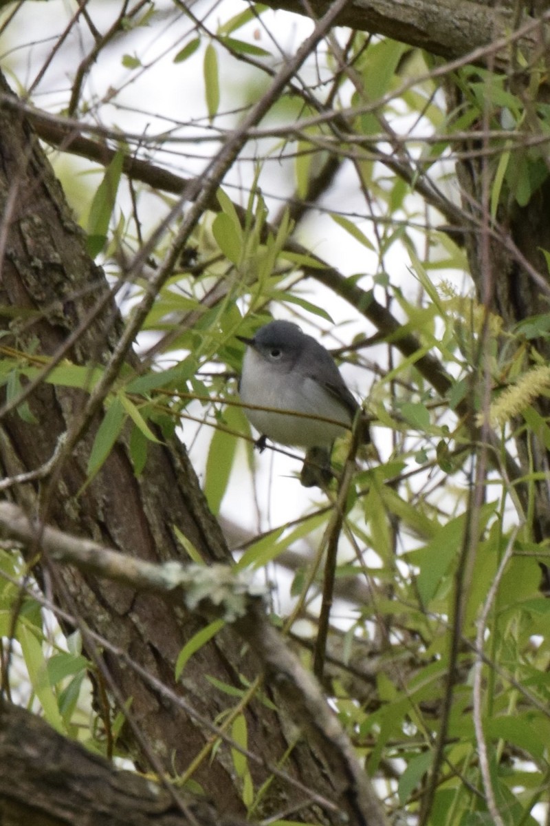 Blue-gray Gnatcatcher - ML633597804