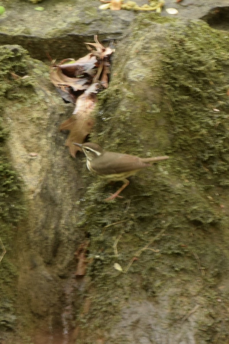 Louisiana Waterthrush - ML633597824