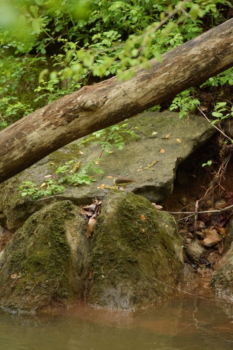 Louisiana Waterthrush - ML633597825