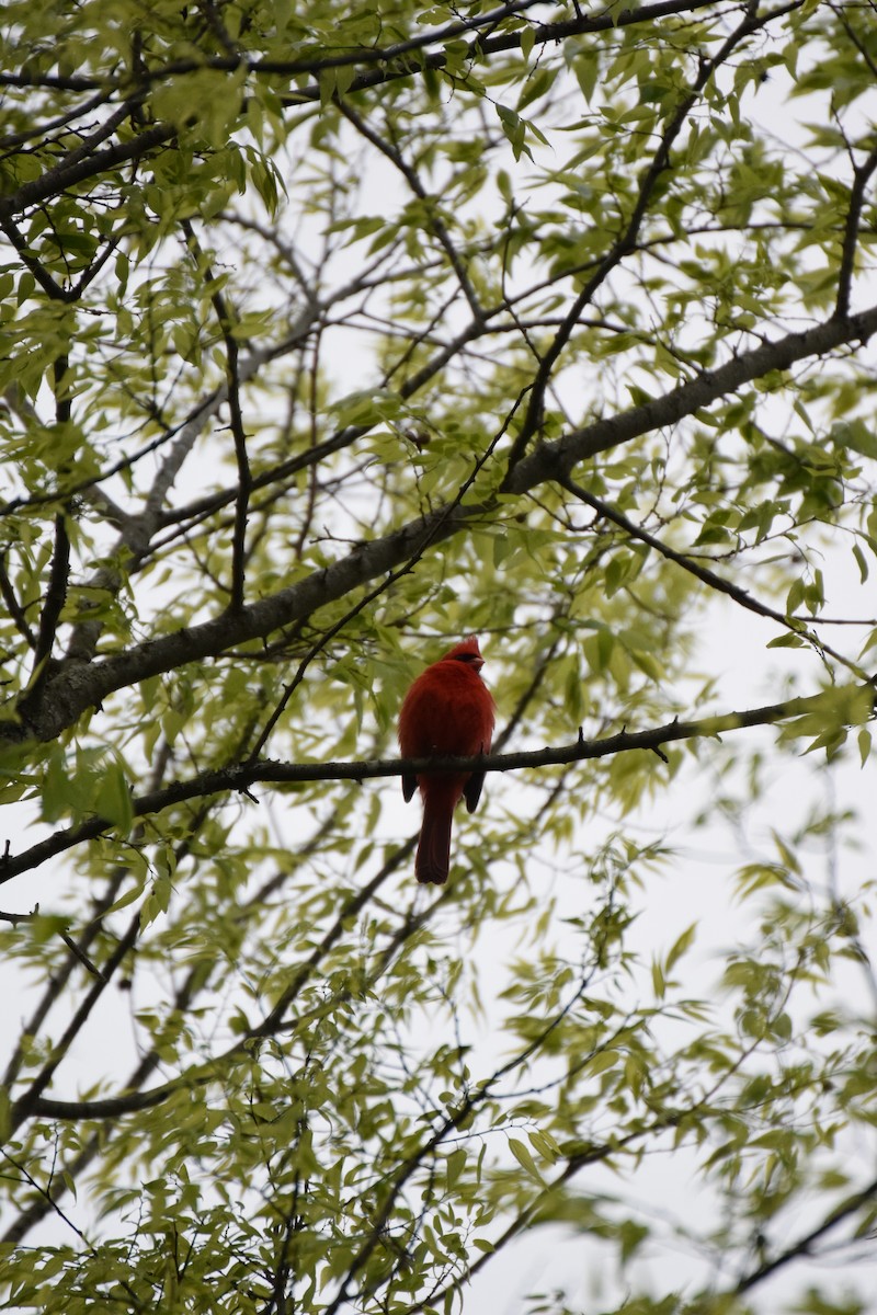 Northern Cardinal - ML633597835