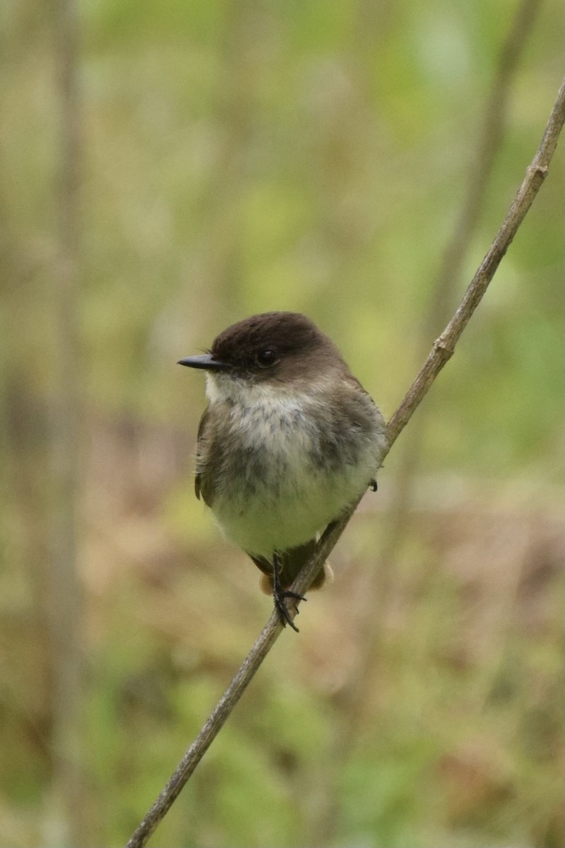Eastern Phoebe - ML633597848