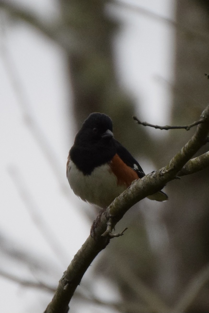 Eastern Towhee - ML633597869