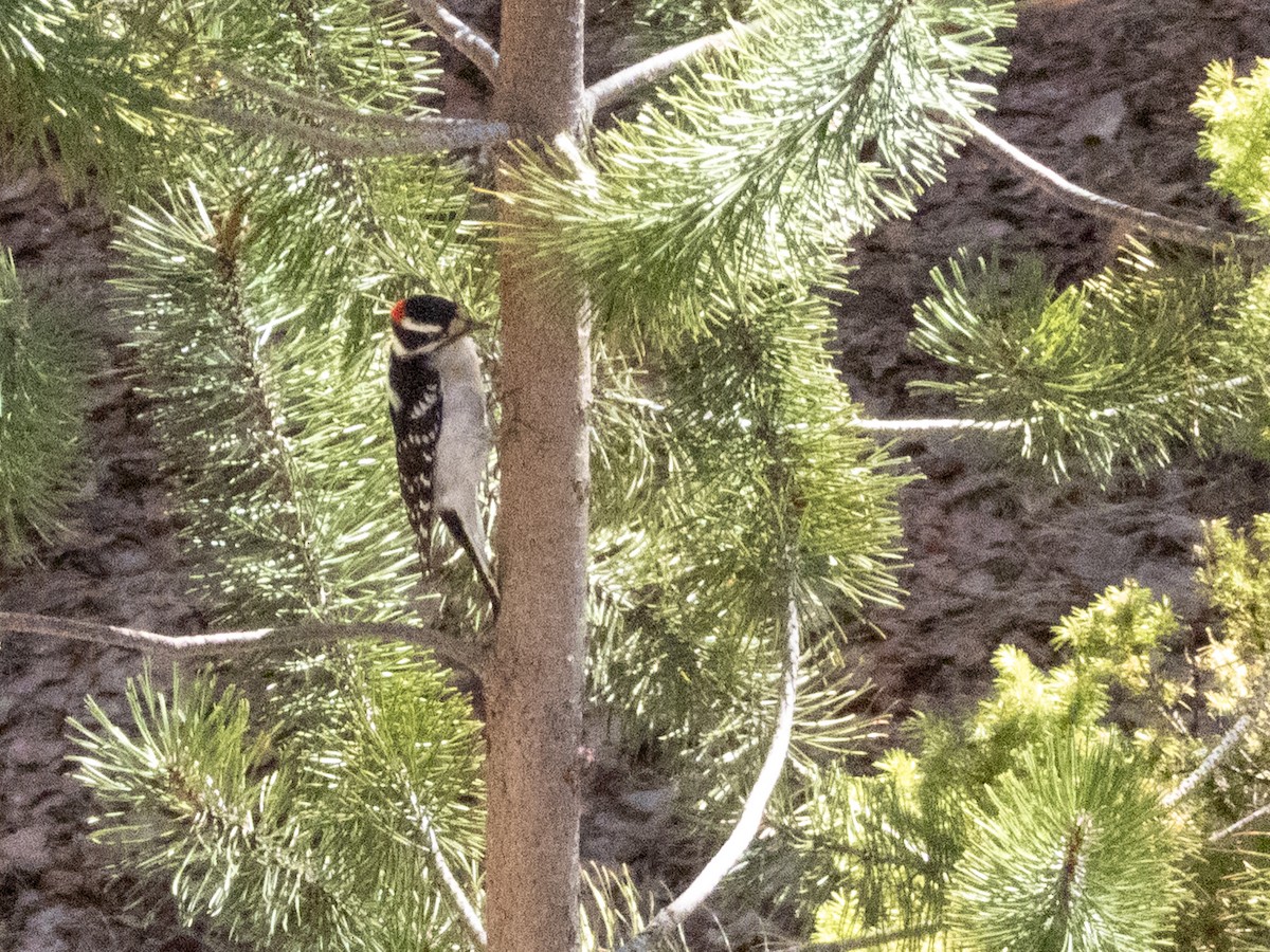 Downy Woodpecker - ML633597871