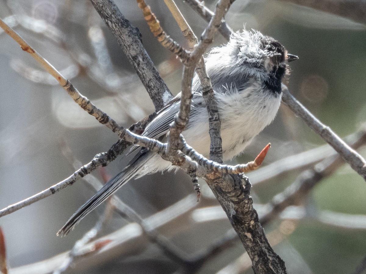 Black-capped Chickadee - ML633597913