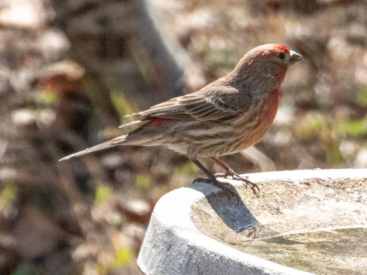 House Finch - ML633597955