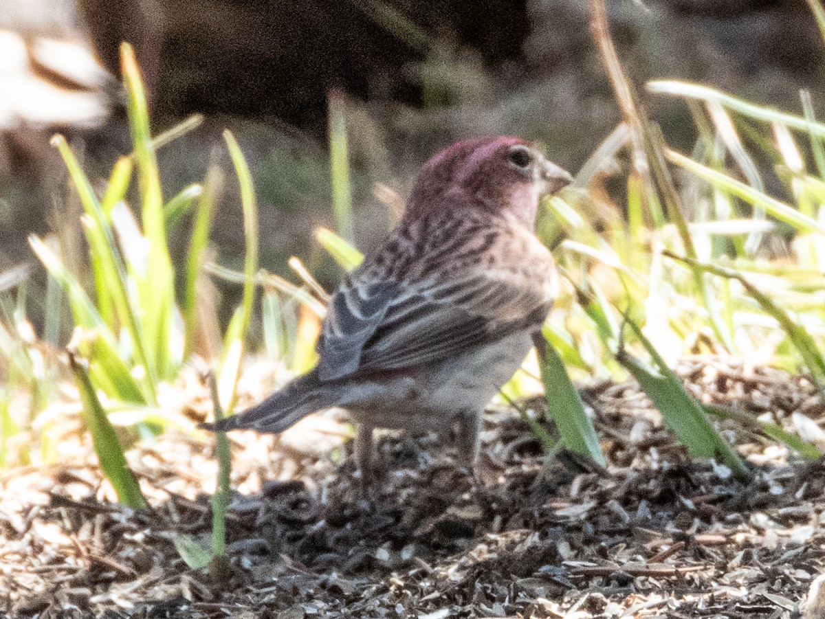 Cassin's Finch - ML633597978