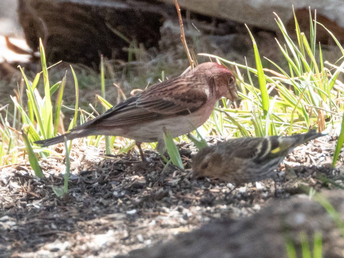 Cassin's Finch - ML633597979