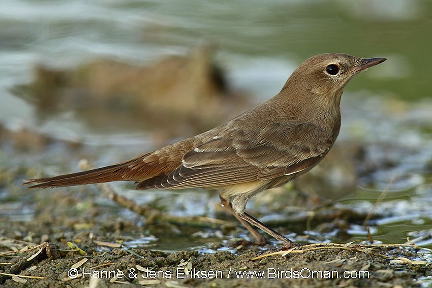 Common Nightingale - ML63359801