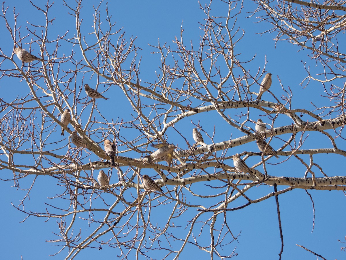 Pine Siskin - ML633598034
