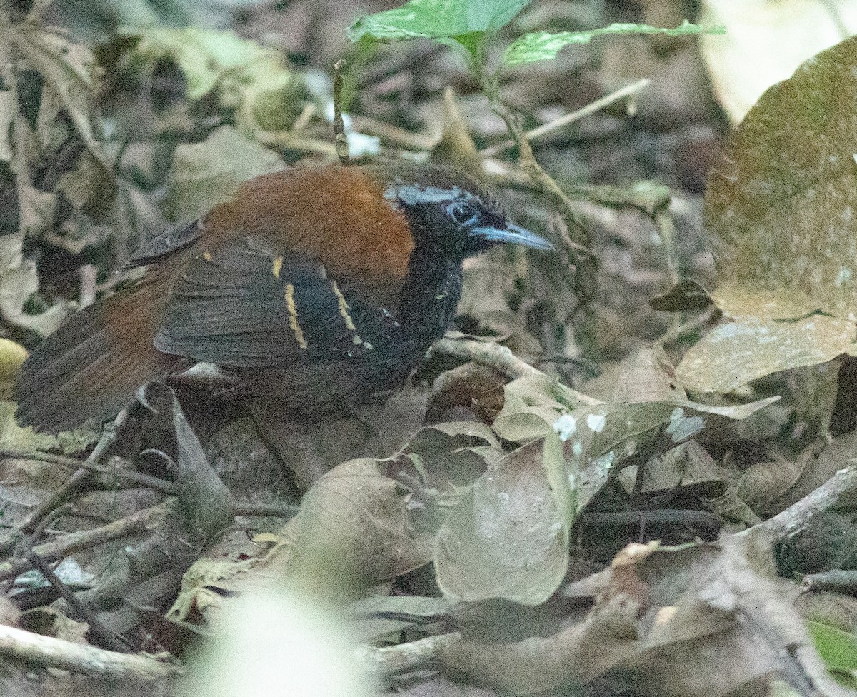 Cordillera Azul Antbird - ML633598035